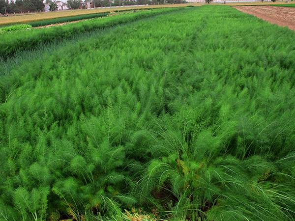 小茴香的栽培技术