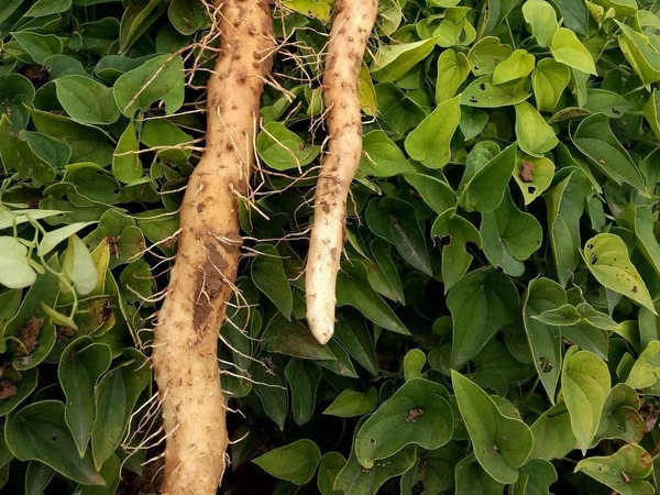 种植圆山药怎样播种