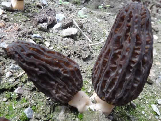 羊肚菌02.jpg