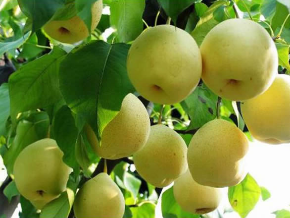 梨13.jpg
