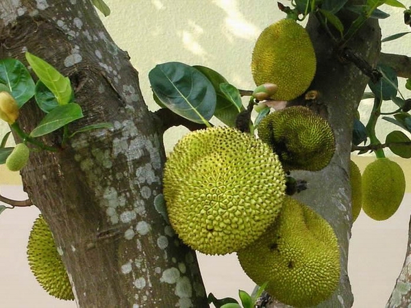 菠萝蜜05.jpg