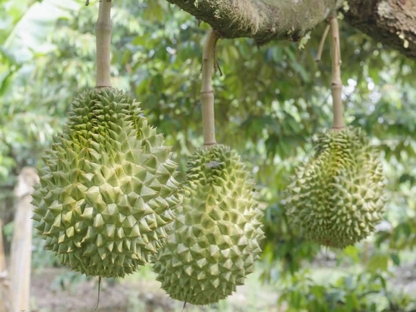 榴莲01.jpg