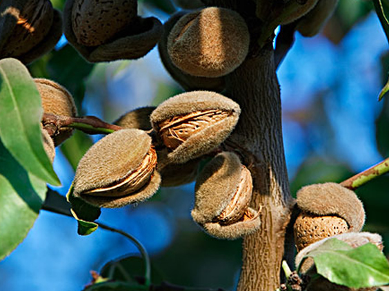 巴旦木流胶病的防治