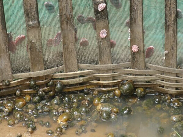 田螺全人工养殖技术