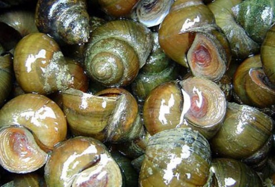 田螺养殖中的培育方法