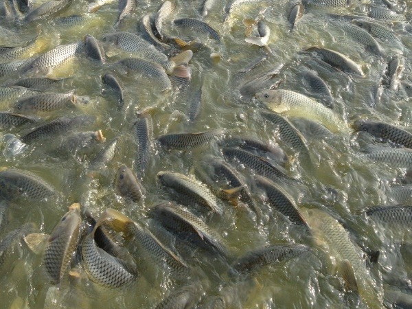 鯉魚苗種培育及成魚養殖技術