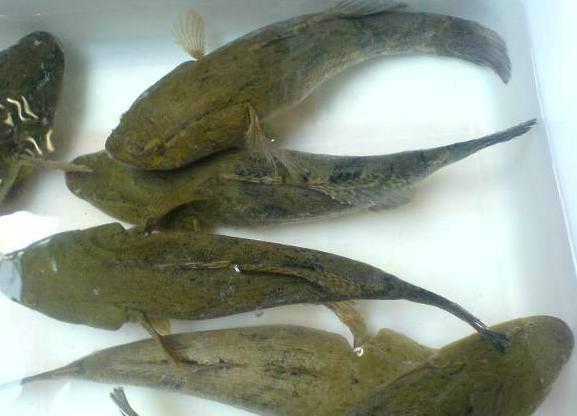 笋壳鱼的人工繁殖技术