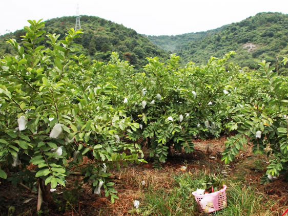 排水良好的沙质土壤种植,大部分北方日光温室的高度能满足番石榴种植