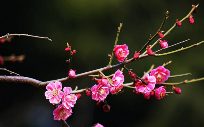 梅花图片