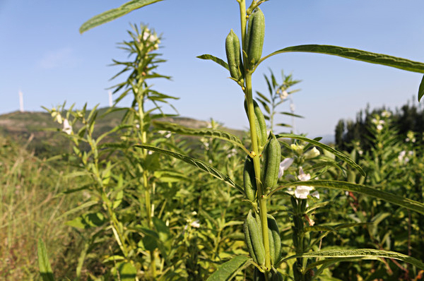 黑芝麻图片