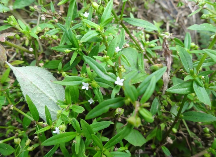 白花蛇舌草图片