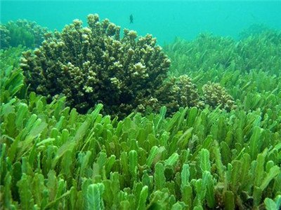 中药海藻的功效与作用图片