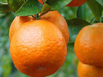 芦柑和橘子的区别图片