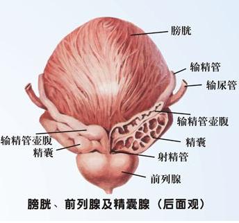人体前列腺位置图片