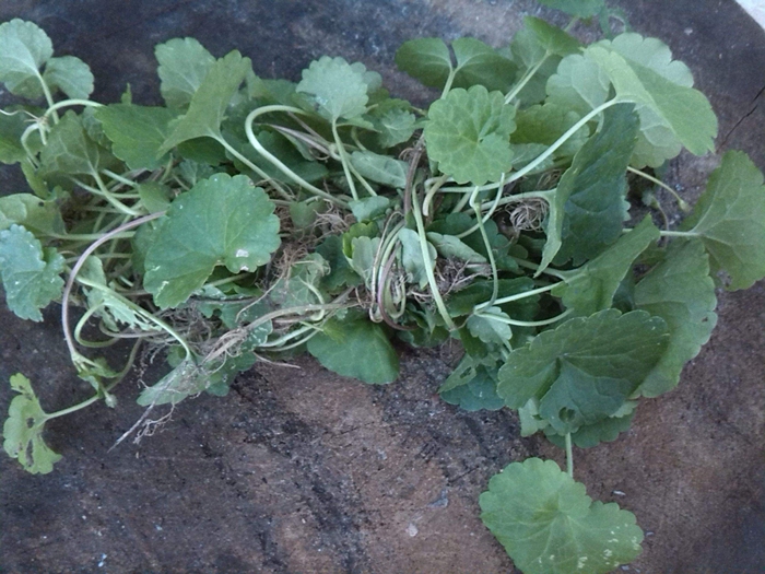 中醫 中藥大全 利水滲溼藥 積雪草 發佈時間:2017-08-16 來源:中華