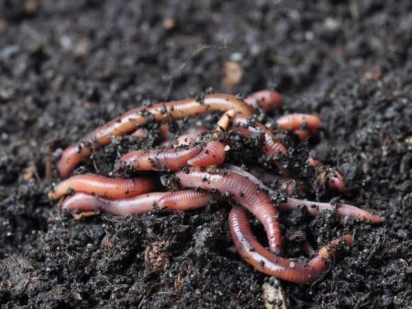 水蚯蚓怎样培育