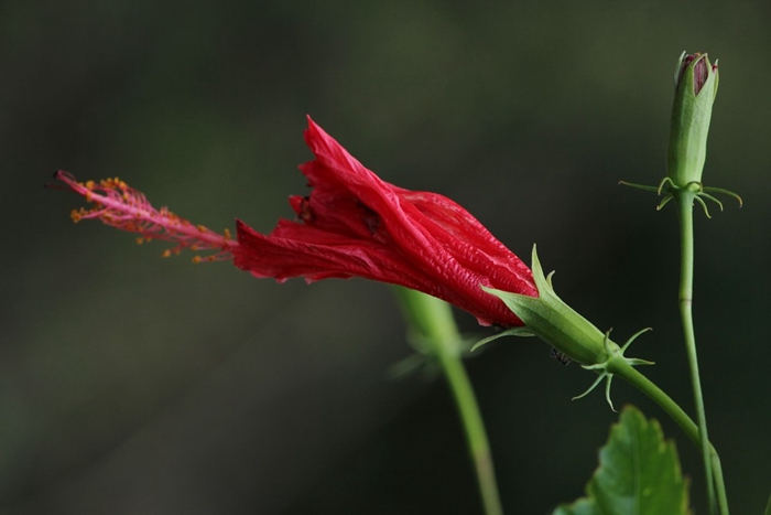 扶桑花图片