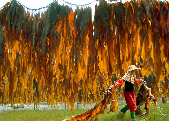 海带的栽培技术