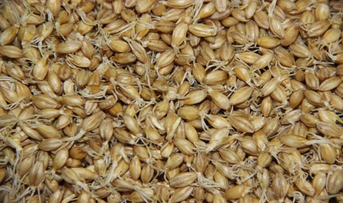 小麦芽的功效与作用（小麦芽能治癌症是真的吗）