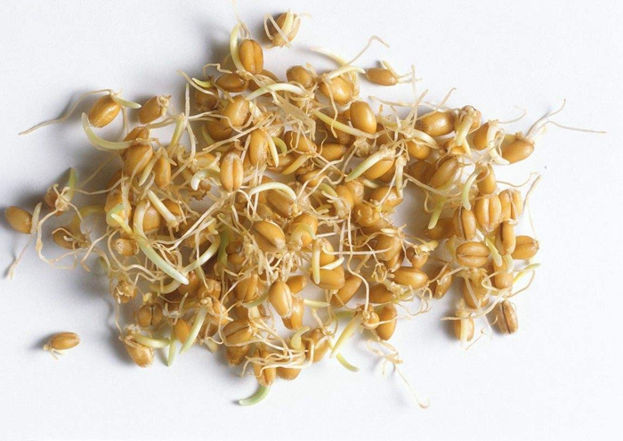 小麦芽的功效与作用（炒麦芽和生麦芽的区别）
