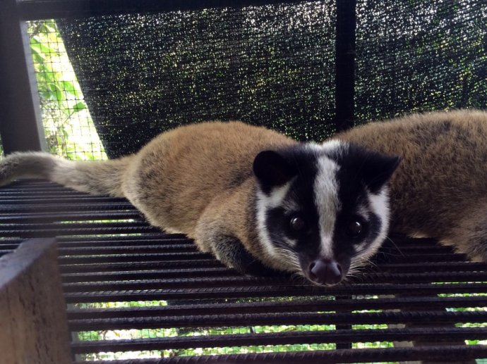 赖智渊养野味年入百万大学生乐得返乡