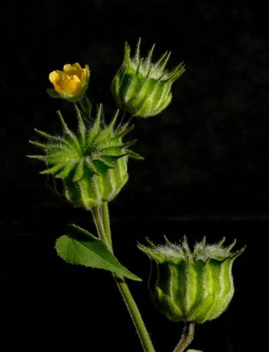 中医 中药大全 其他  苘麻子,顾名思义是苘麻的种子,又叫作野棉花子