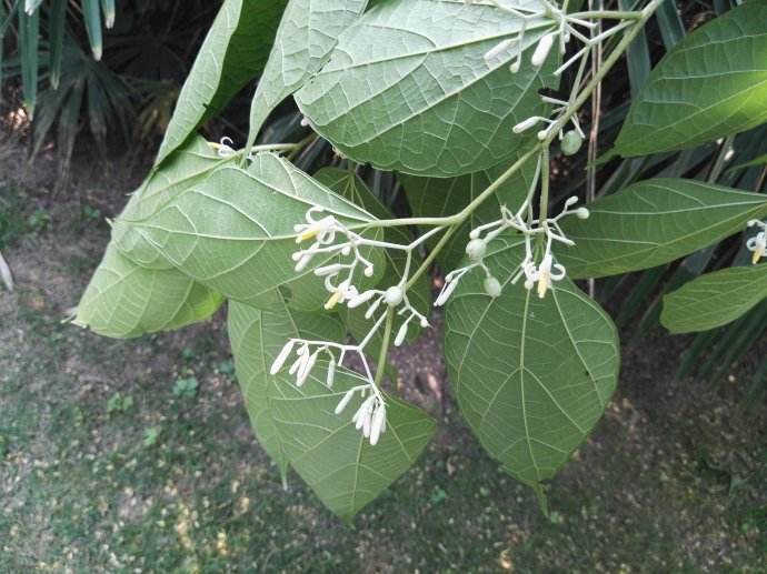 八角楓又叫白龍鬚,橙木,它的根和花葉皆可藥用,中醫認為它是祛風除溼