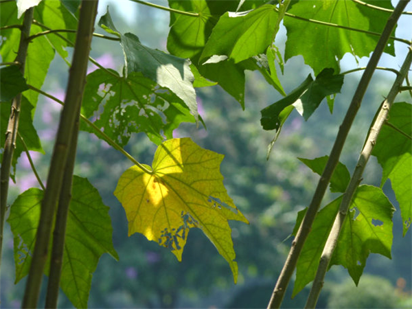 木芙蓉叶图片