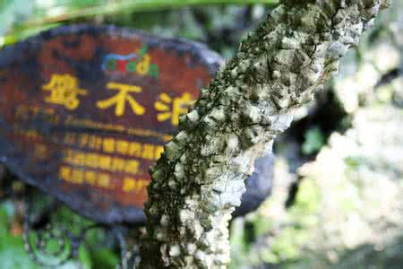 鹰不泊图片