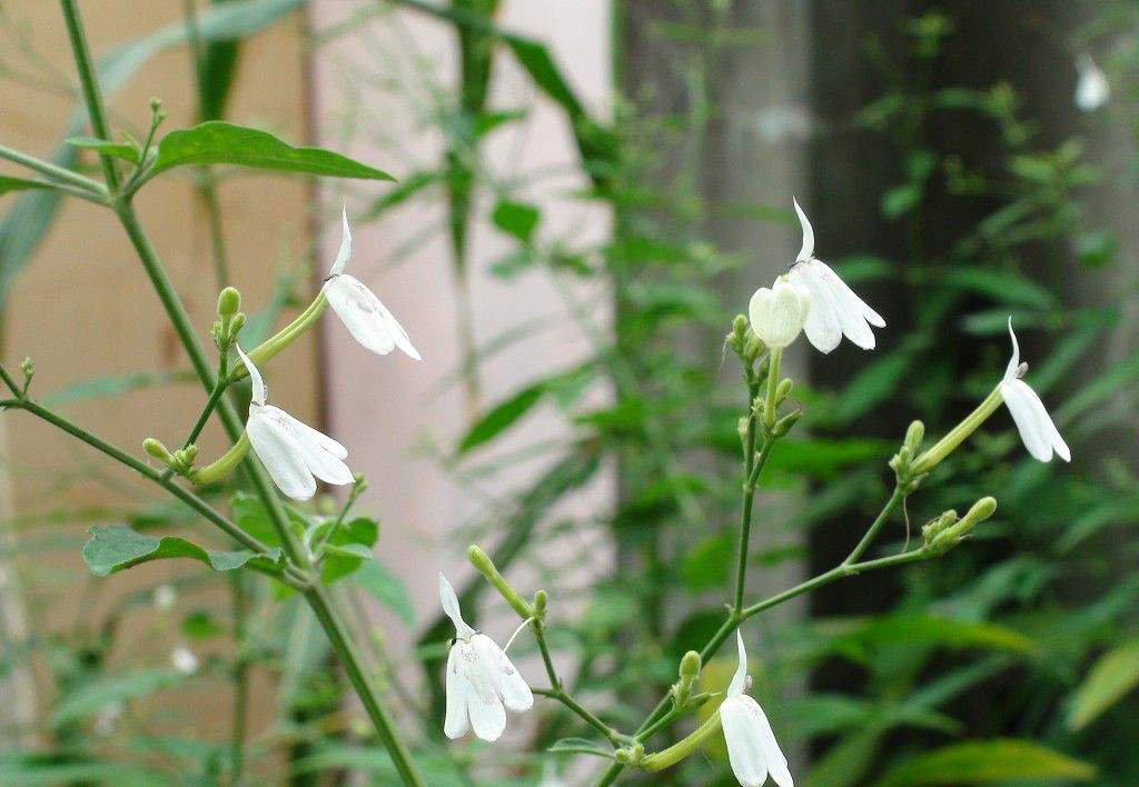 白鹤灵芝图片