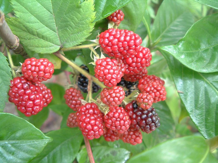 覆盆子叶茶图片