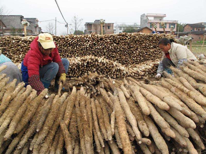 山药图片