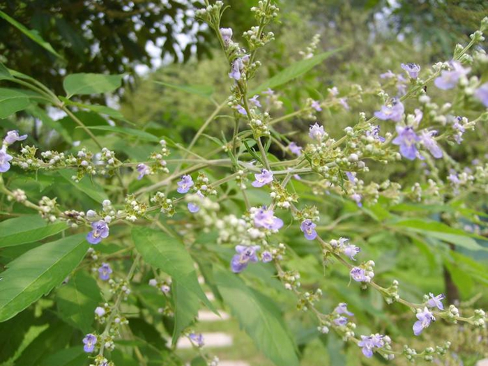 黄荆子图片