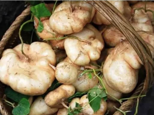 东兴：江那凉薯喜获丰收 农民致富.jpg