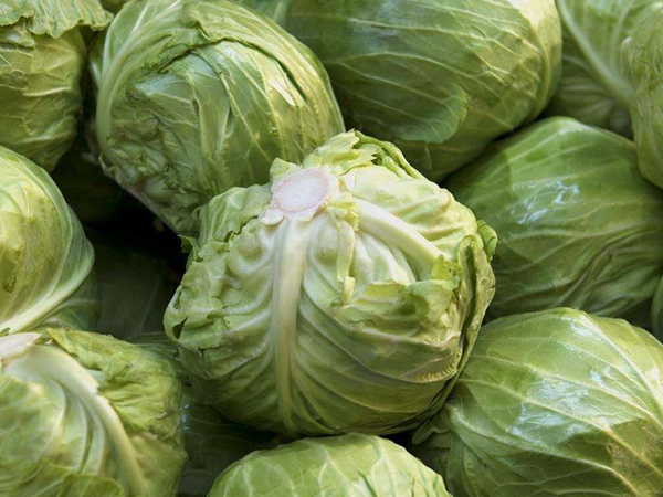 结球甘蓝新品种苏甘8号_帮农网