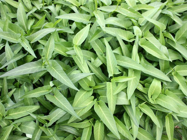 柳叶白梗空心菜-蕹菜种子