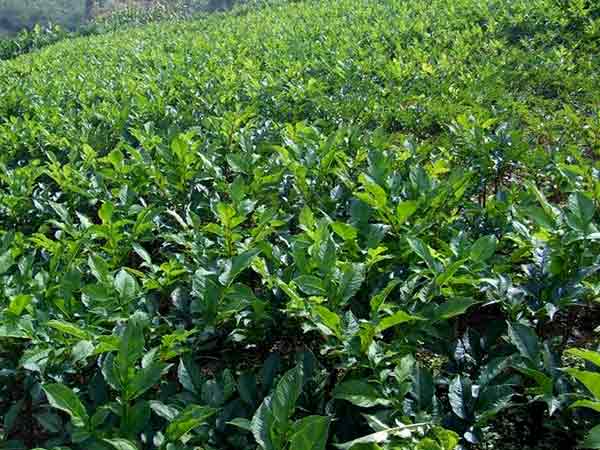 茯苓的种植和加工