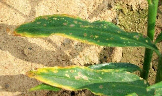 生姜斑点病如何防治