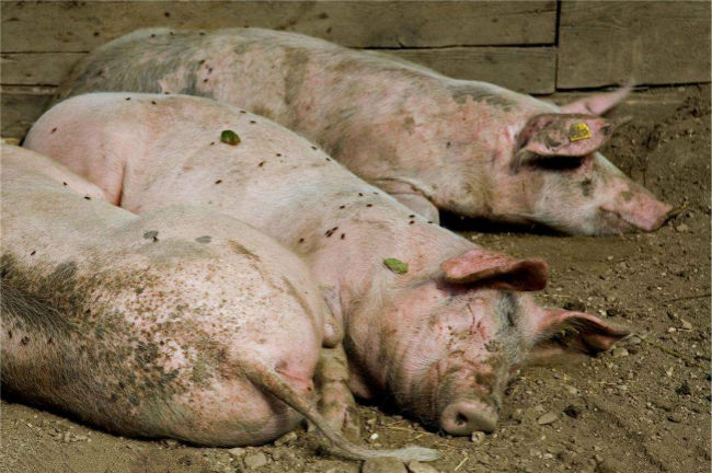 猪囊虫病及其防治方法