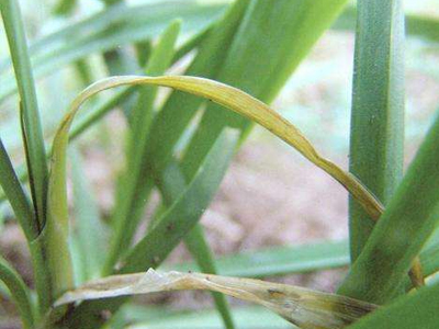 灭韭蛆防韭菜细菌性软腐病