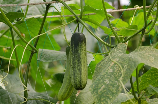 黄瓜有哪些品种?_帮农网