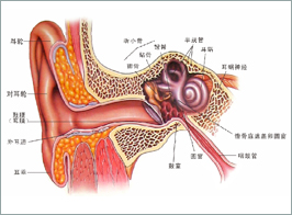 耳朵内图解大全清晰图片