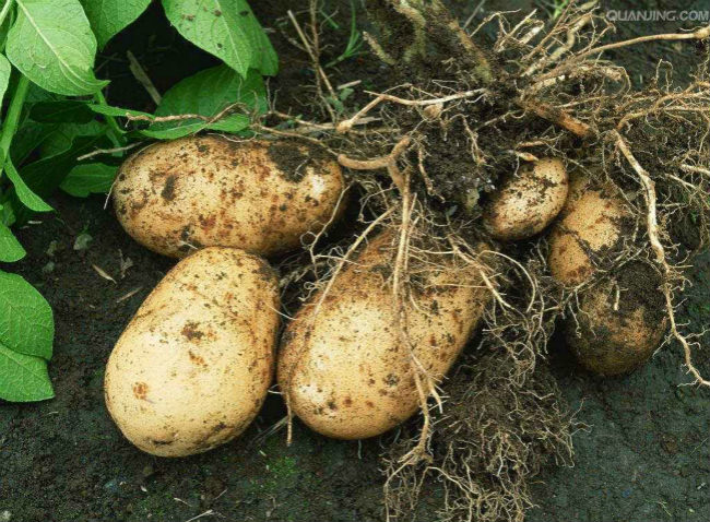 马铃薯生长需要哪些肥料