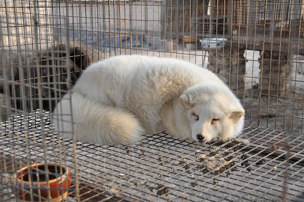 狐养殖场建设注意事项