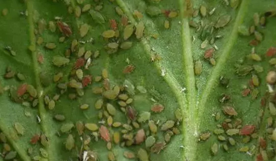 甘蓝蚜虫的症状及防治措施