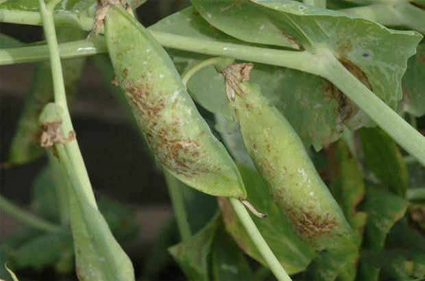 豌豆褐斑病如何防治?_帮农网