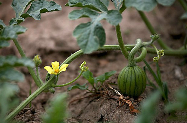 西瓜结果期的生长习性是怎么样_帮农网