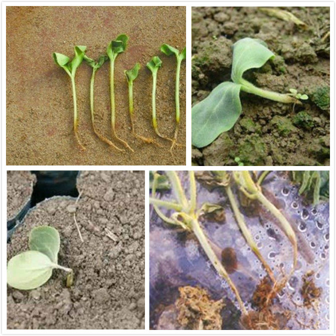 西瓜猝倒病是什么症状,怎么防治