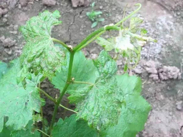 葡萄烟蓟马为害症状及防治措施_帮农网