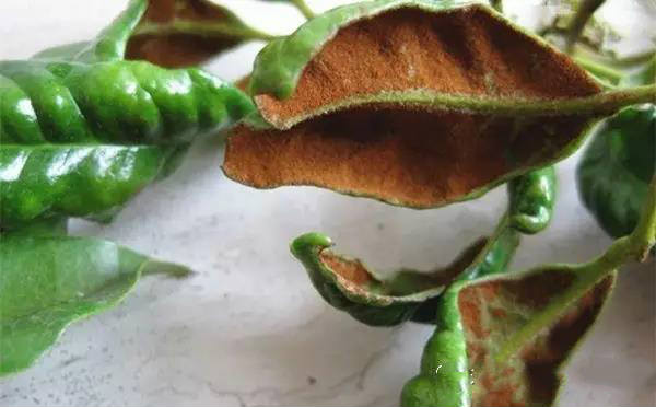 荔枝毛毡病的症状及防治方法_帮农网